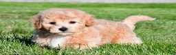 Bichpoo dogs for sale: tanner - Ad 6