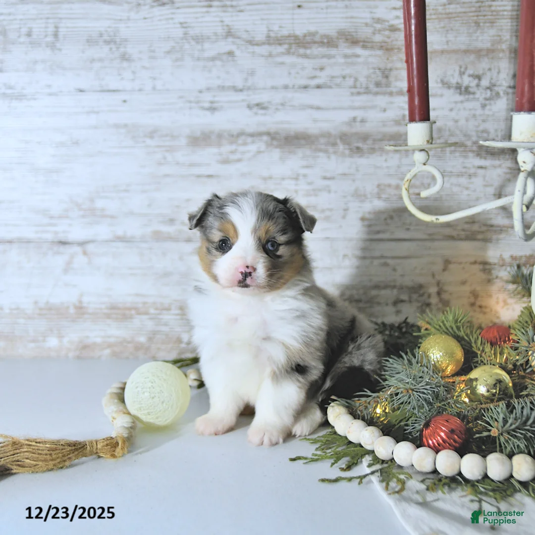 Miniature Australian Shepherd dogs for sale: Miley - Ad 5