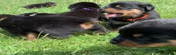 Rottweiler dogs for sale: Orange Female - Ad 4