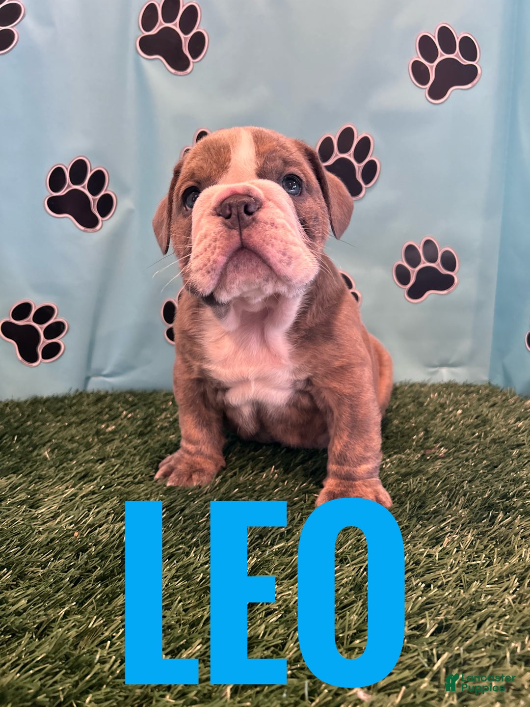 English Bulldog dogs for sale: LEO - Ad 6