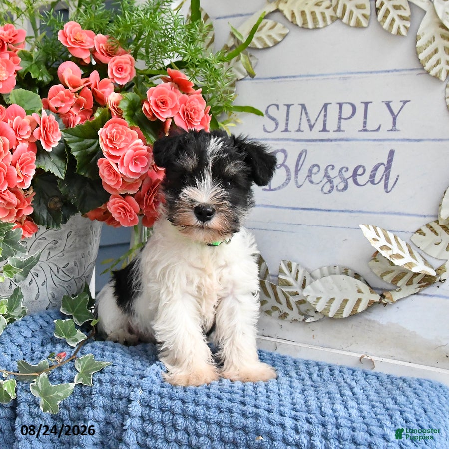 Miniature Schnauzer dogs Forrest - Ad 1