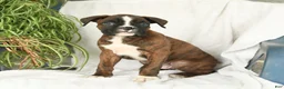 Boxer dogs for sale: Frisky - Ad 1