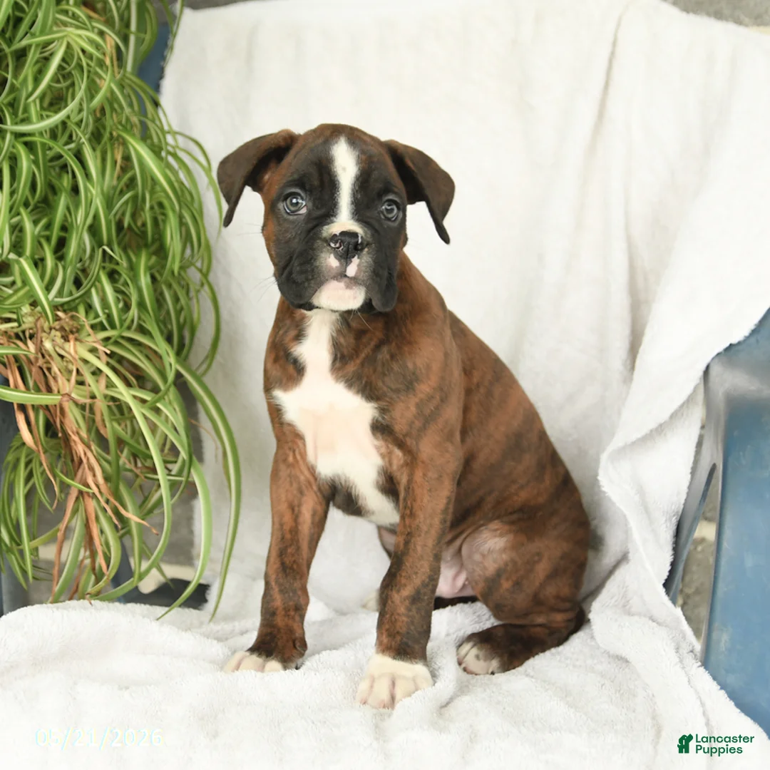 Boxer dogs for sale: Frisky - Ad 1
