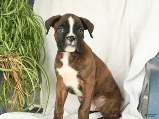 Boxer dogs for sale: Frisky - Ad 1