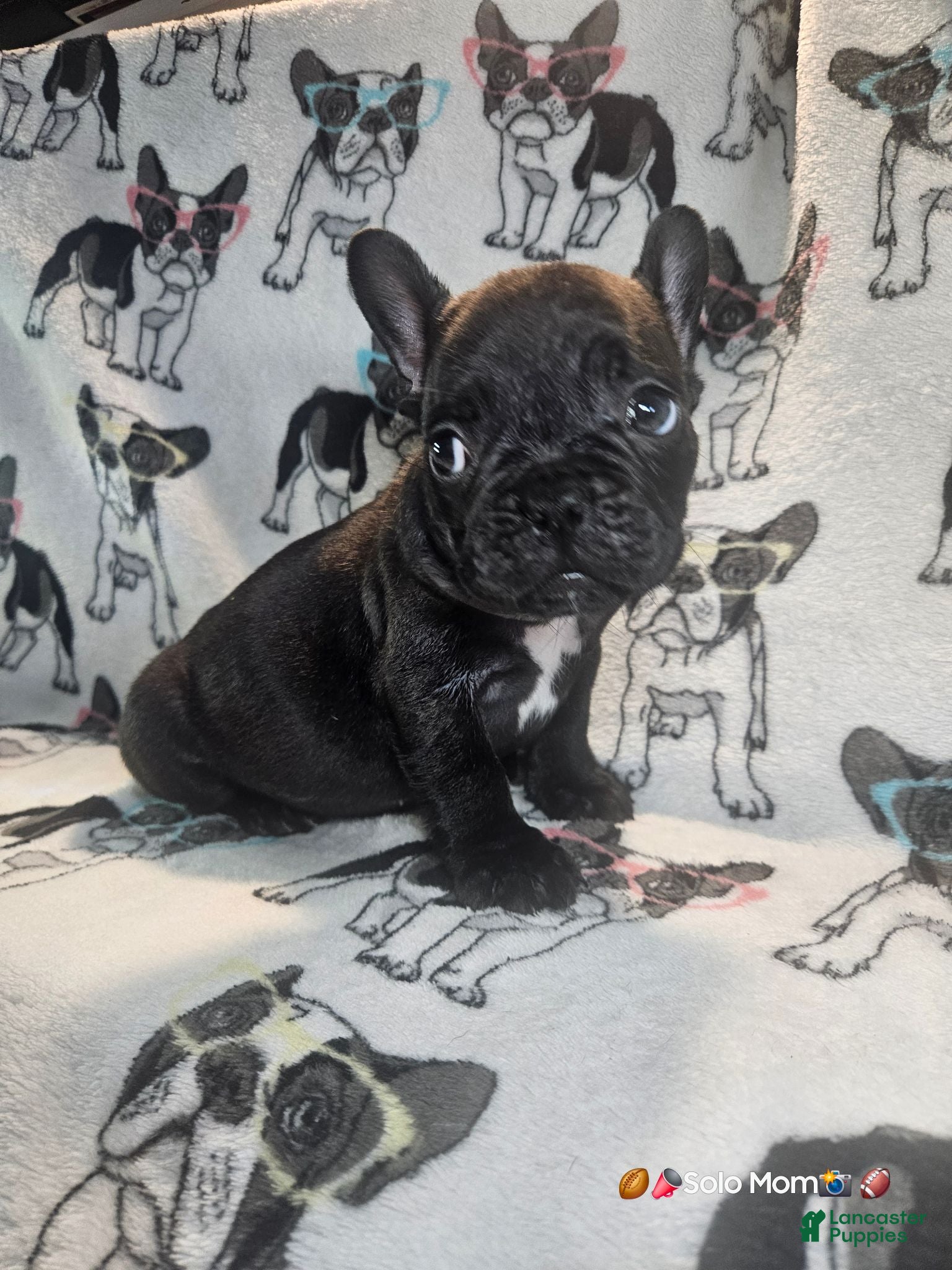 French Bulldog dogs SNOOP DOGG (RUNT) Male Brindle - Ad 2