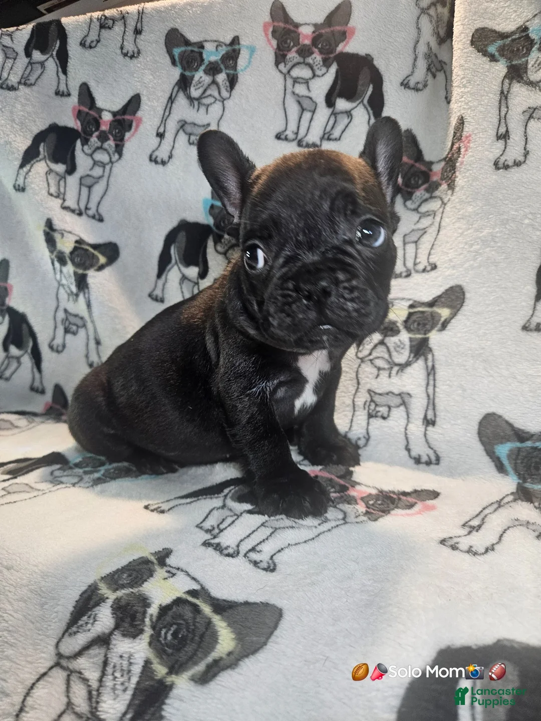 French Bulldog dogs for sale: SNOOP DOGG (RUNT) Male Brindle - Ad 2