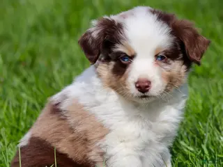 Miniature Australian Shepherd dogs for sale: Jack - Ad 2