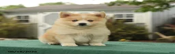 Pomsky dogs for sale: Kade - Ad 2