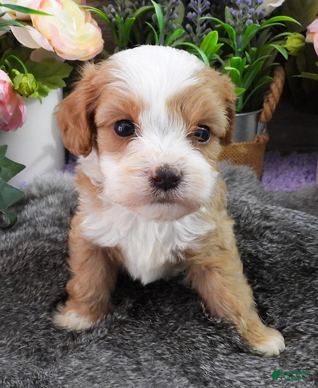 Cavapoo dogs for sale: #4 Male of Kate - Ad 2
