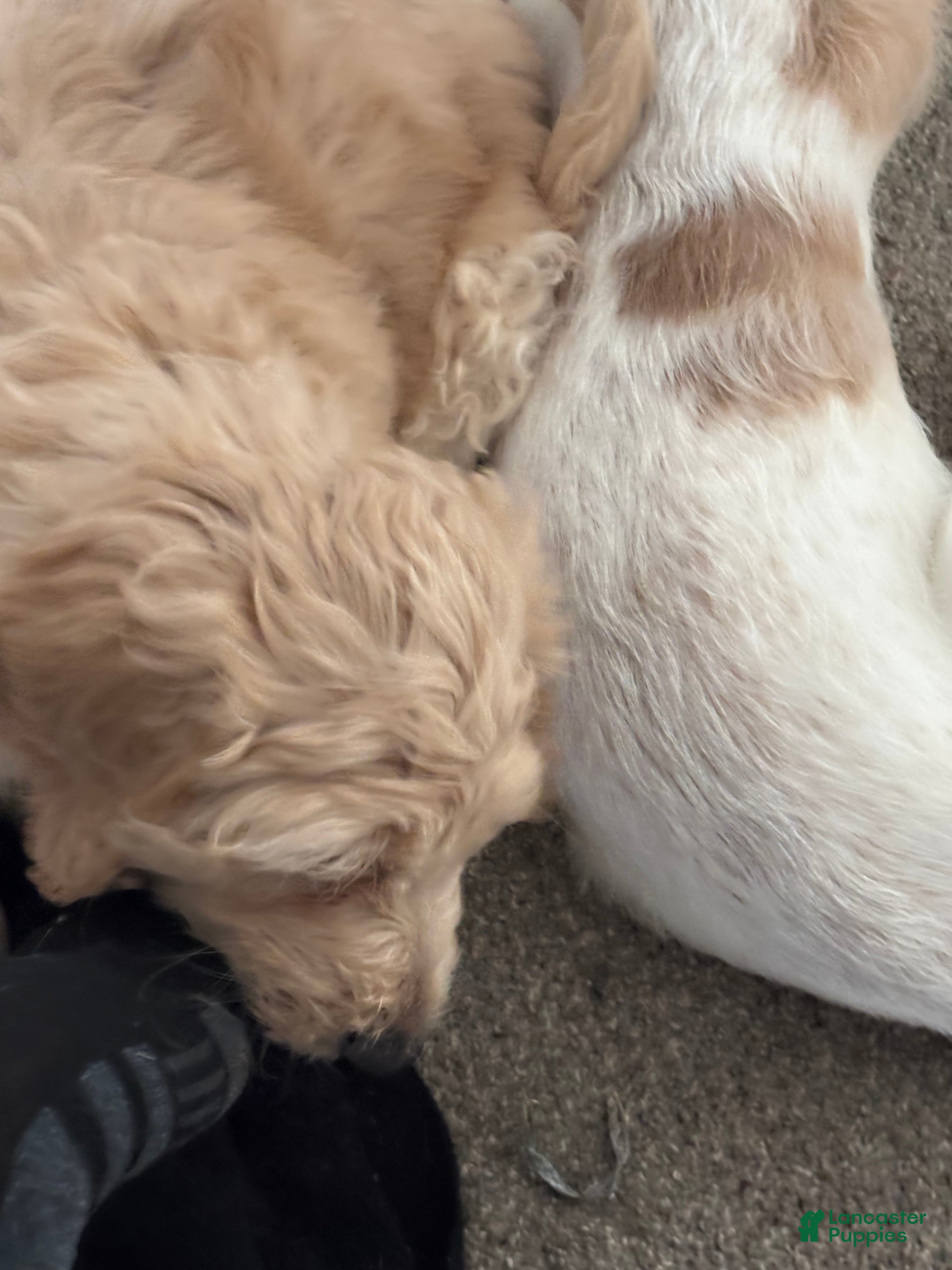 Mixed Breed dogs Princess - Ad 2