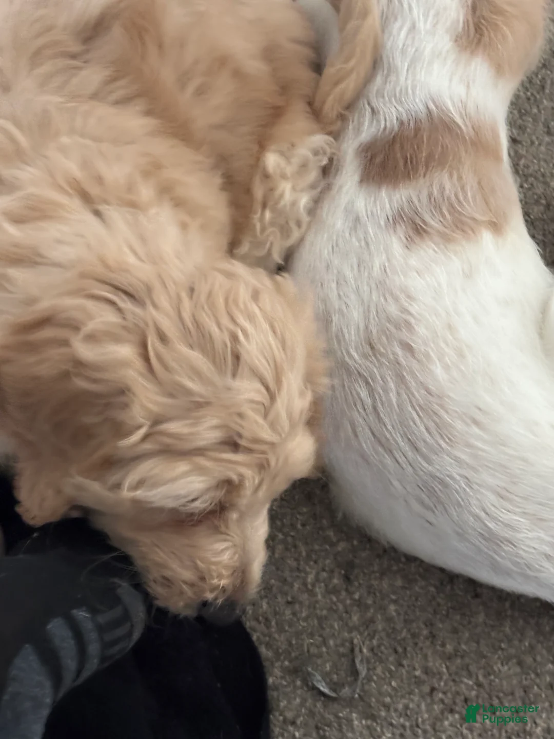 Mixed Breed dogs for sale: Princess - Ad 2