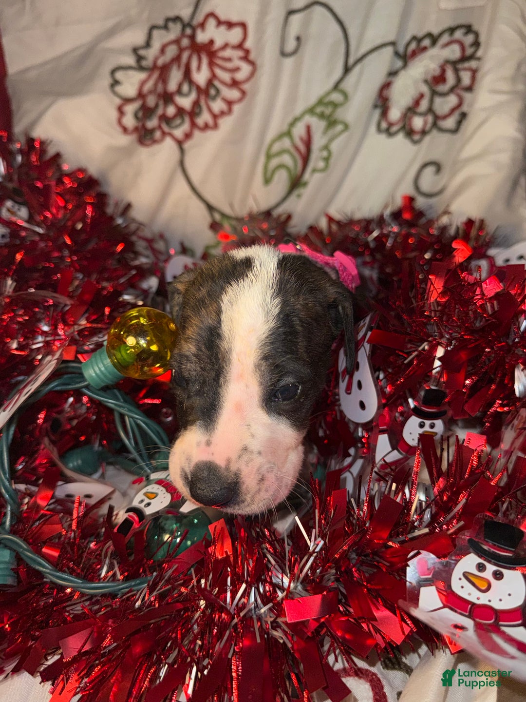 Great Dane dogs for sale: Hannah  - Ad 2