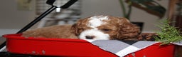 Cavapoo dogs for sale: Jolly - F1B Cavapoo Male - Ad 5