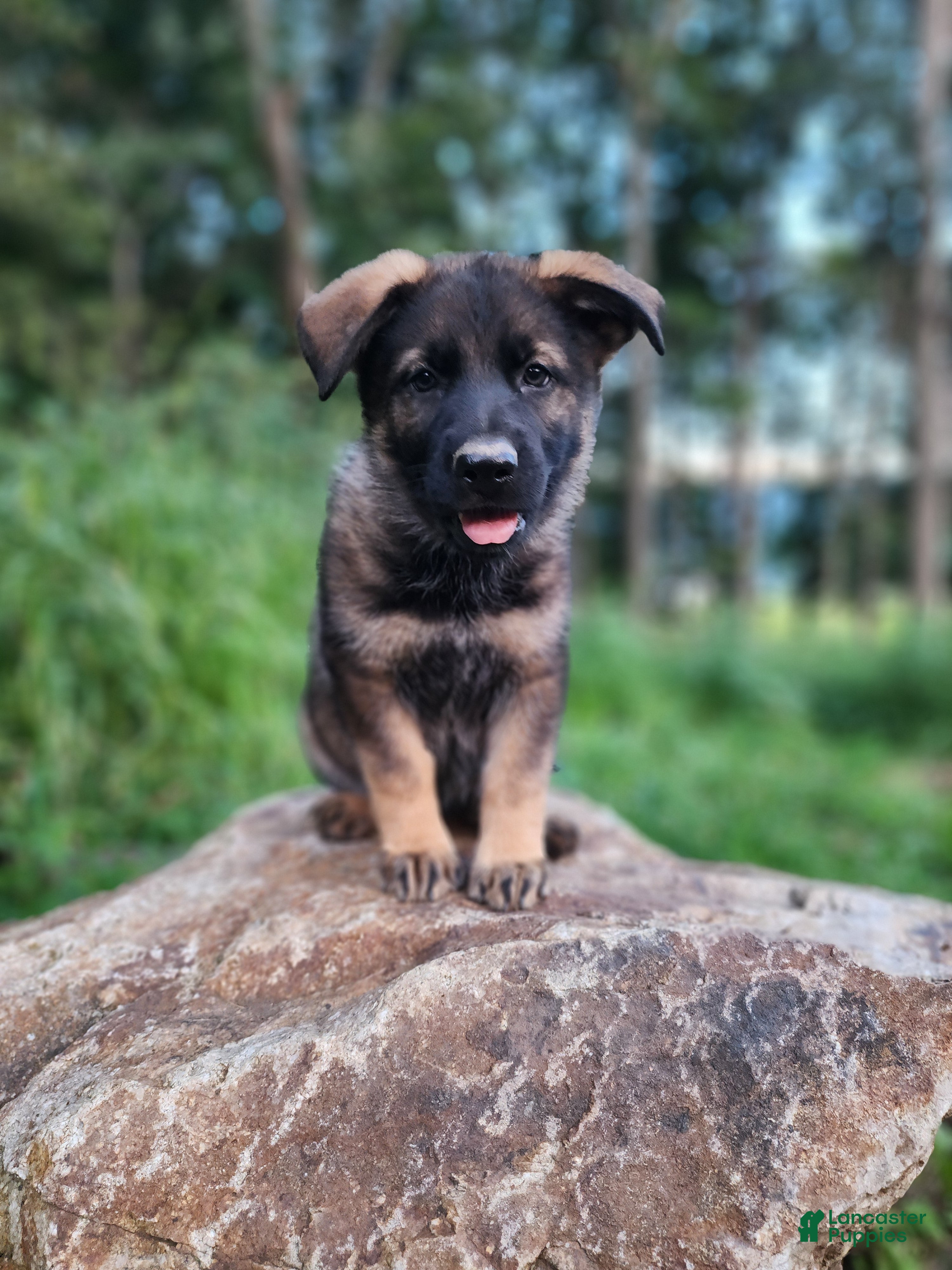 German Shepherd dogs Taska - Ad 1