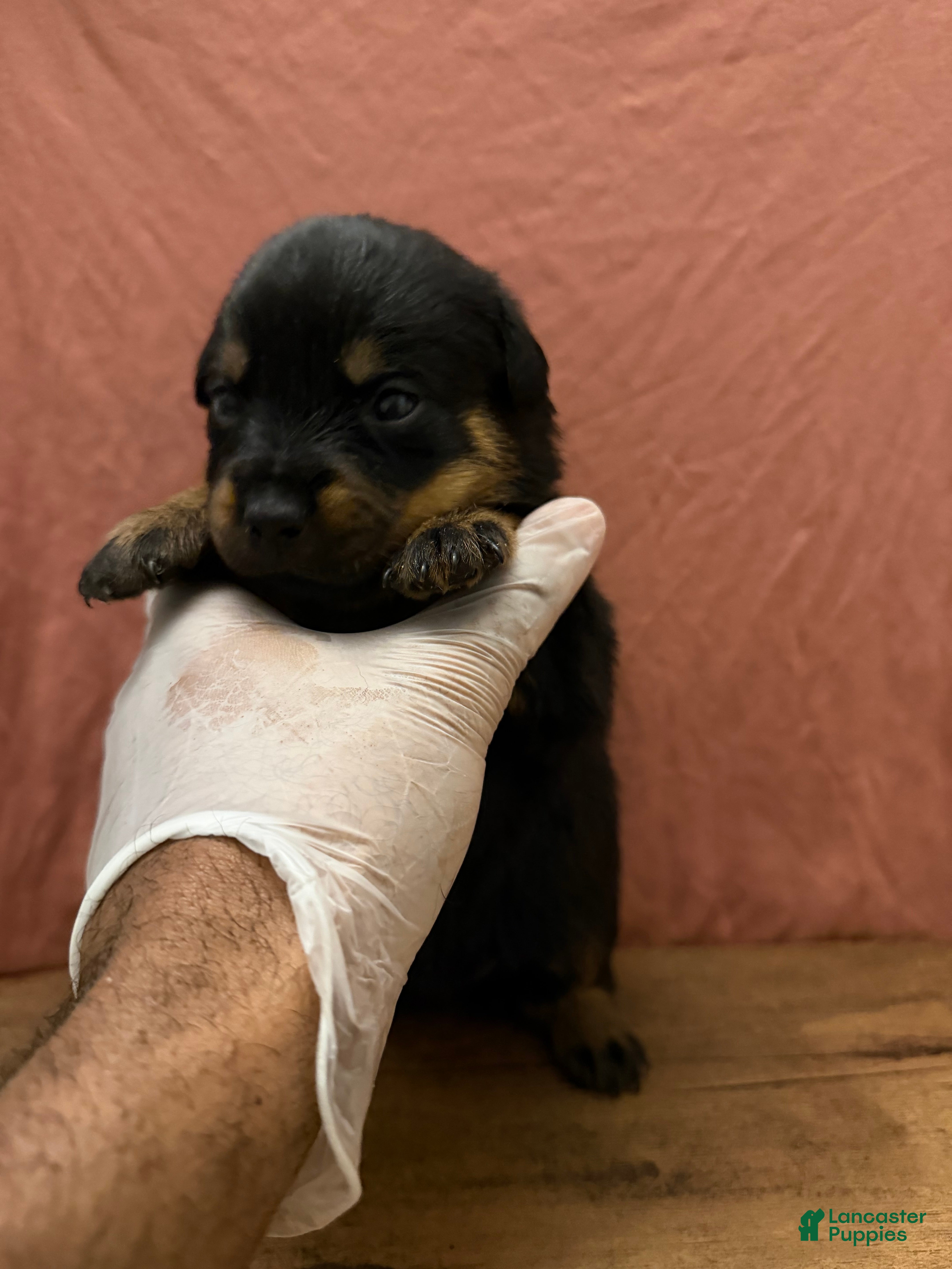 Rottweiler dogs Diamond  - Ad 35