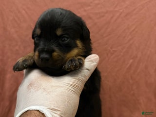 Rottweiler dogs Diamond - Ad 5