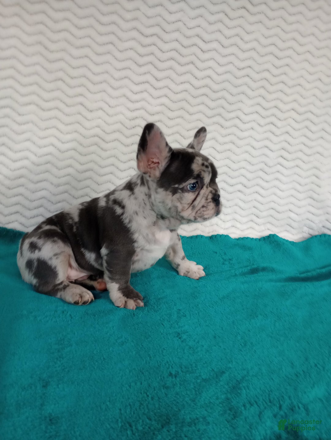 French Bulldog dogs for sale: Hunter  - Ad 5