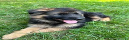 German Shepherd dogs for sale: Milan - Ad 4