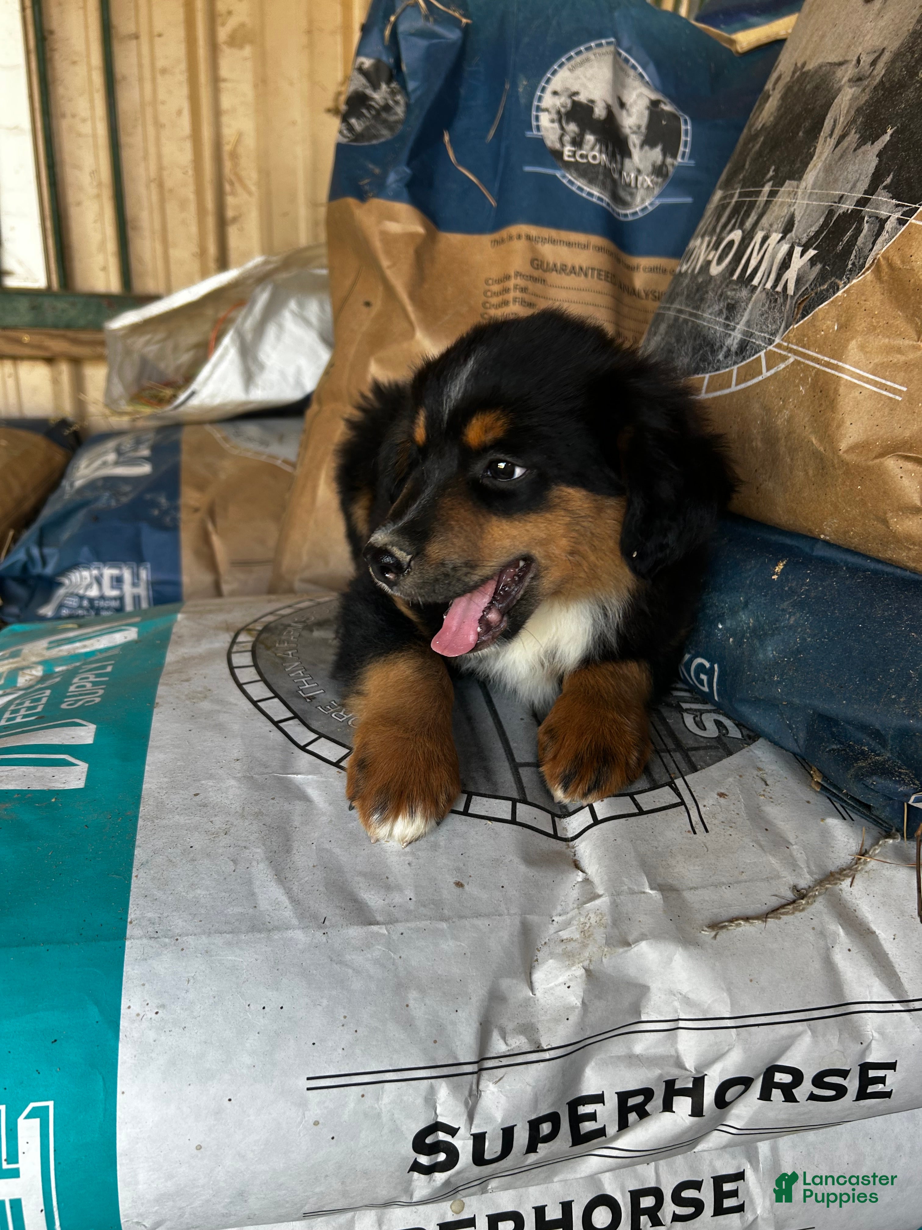 Miniature Australian Shepherd dogs Miniature Australian Shepherd Puppy 2 - Ad 3