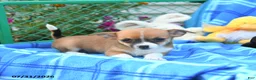 Mixed Breed dogs for sale: Theia - Ad 4