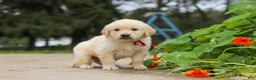 Golden Retriever dogs for sale: Benjie - Ad 4