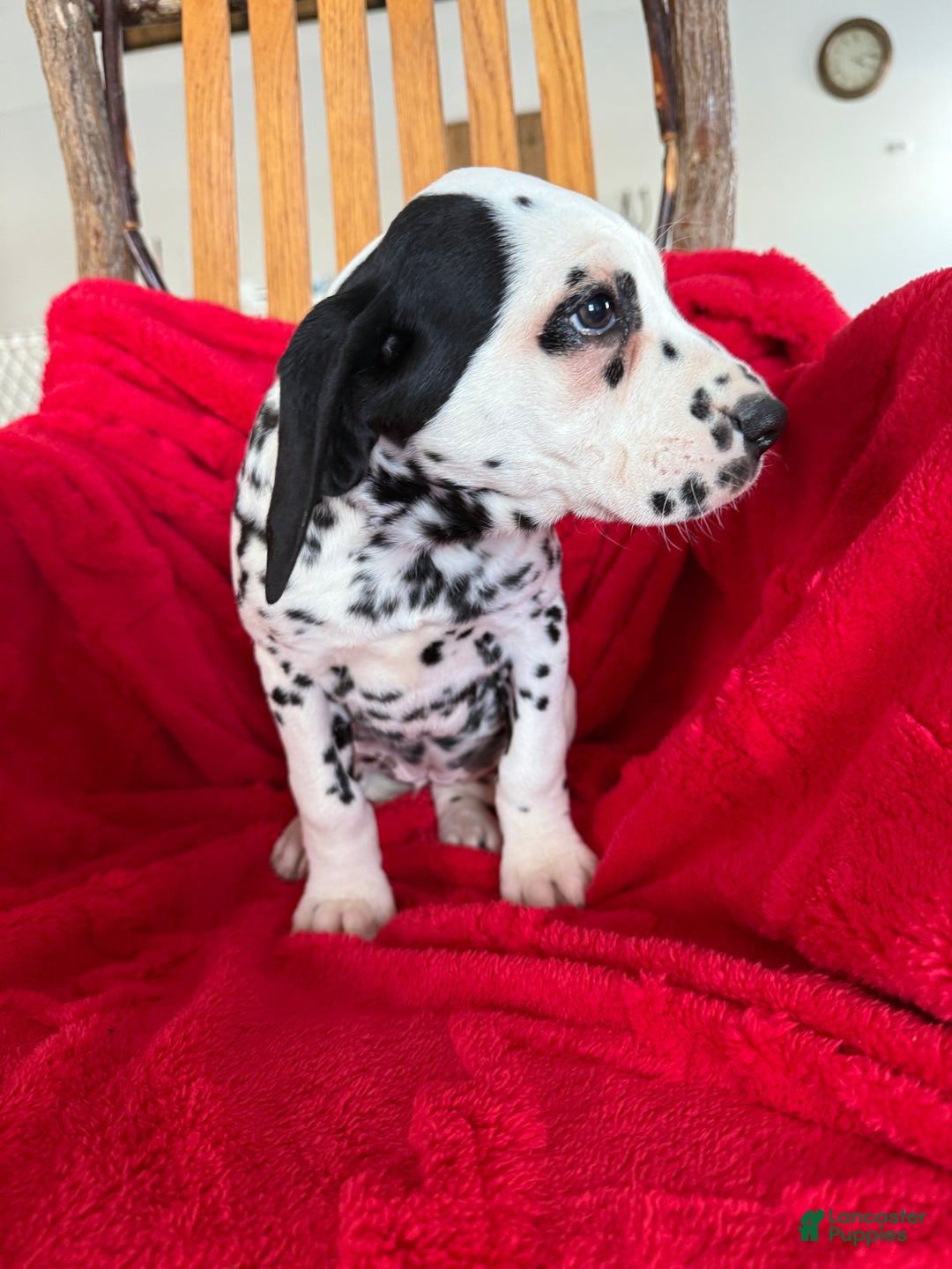 Dalmatian dogs for sale: Talia - Ad 5