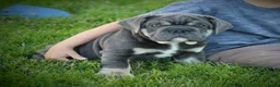 Beabull dogs for sale: Zach - Ad 3