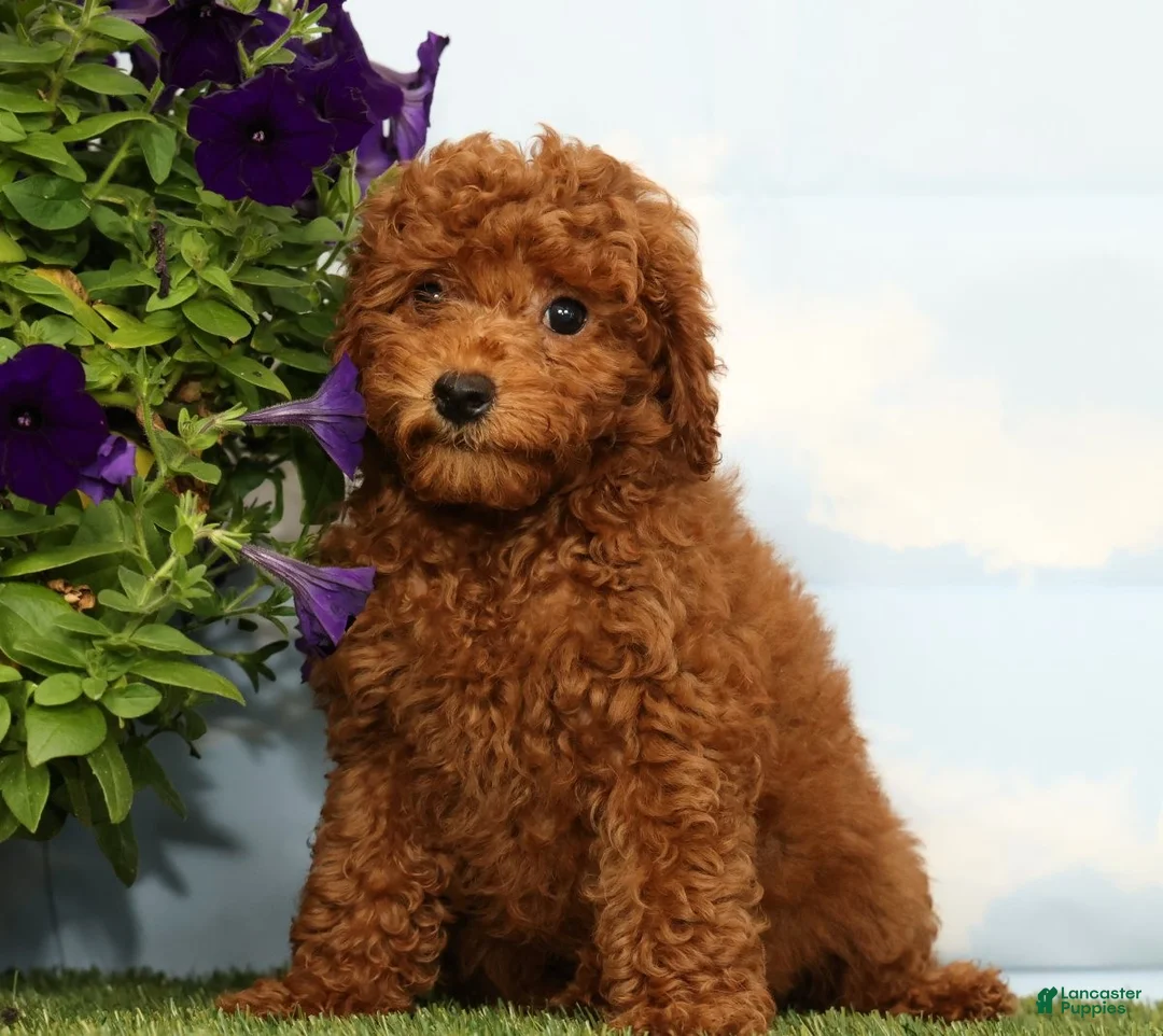 Miniature Poodle dogs for sale: Kennedy - Ad 2
