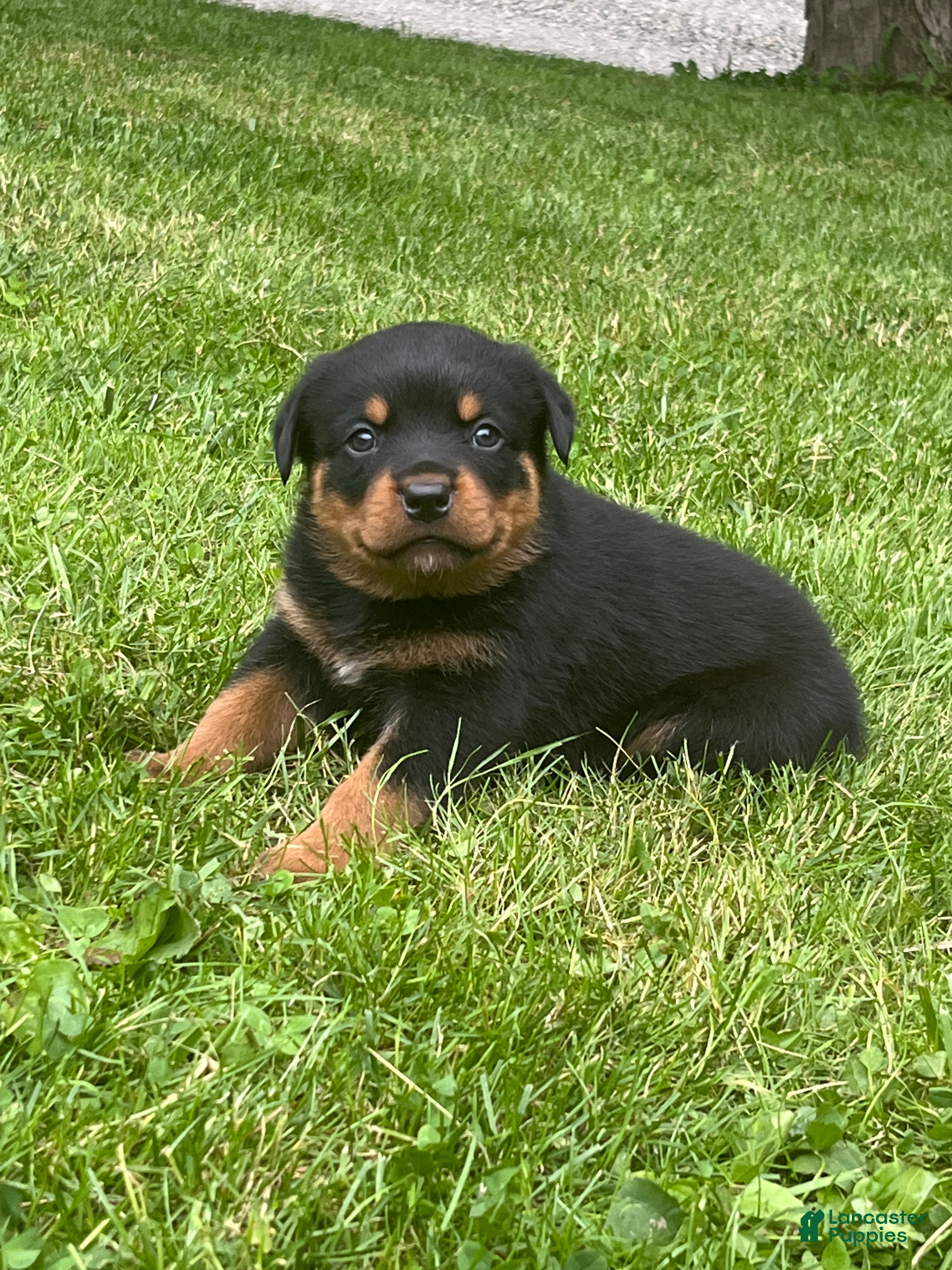 Rottweiler dogs Duke - Ad 1