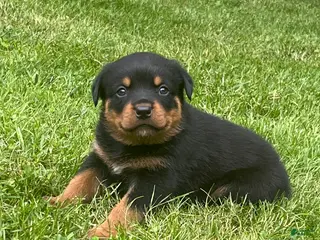 Rottweiler dogs for sale: Duke - Ad 1
