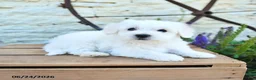 Mixed Breed dogs for sale: Ethan - Ad 4