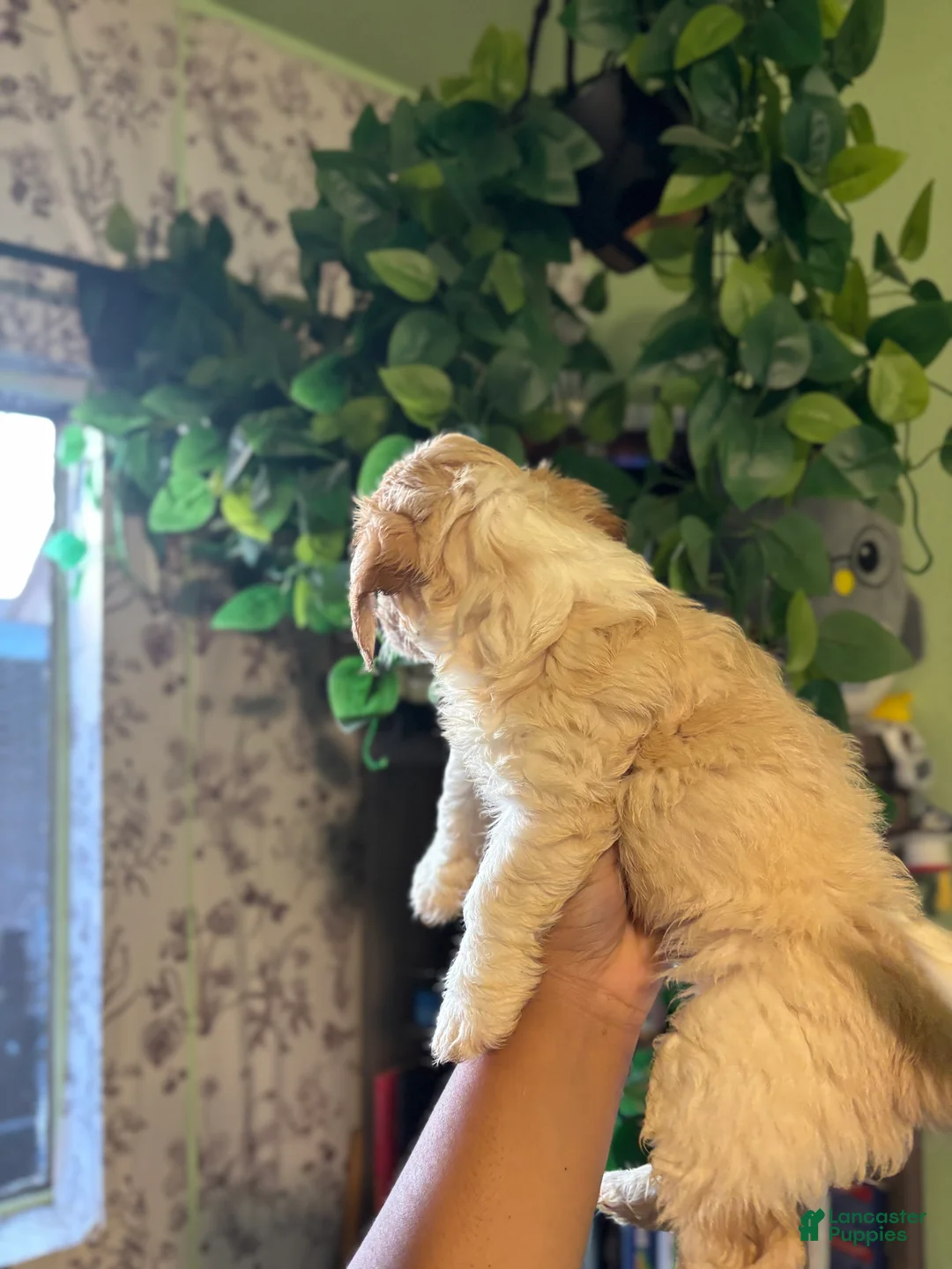 Maltipoo dogs for sale: Green Bean - Ad 5