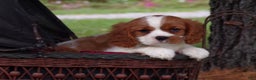 Cavalier King Charles Spaniel dogs for sale: Hudson - Ad 10