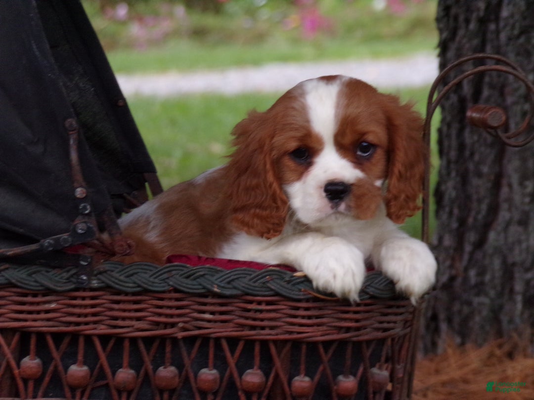 Cavalier King Charles Spaniel dogs for sale: Hudson - Ad 10