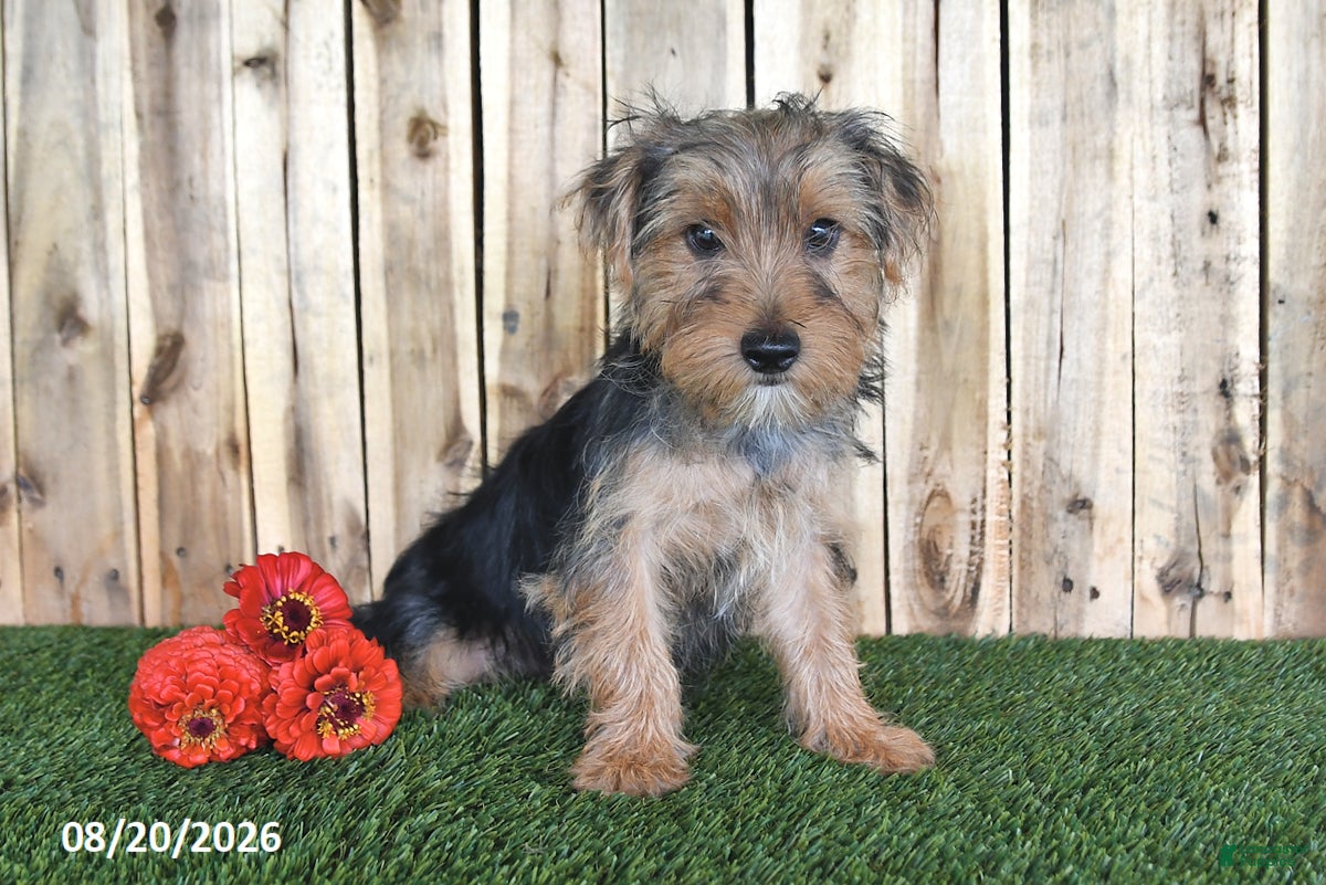 Yorkshire Terrier dogs Dalas - Ad 2