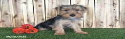 Yorkshire Terrier dogs for sale: Dalas - Ad 2