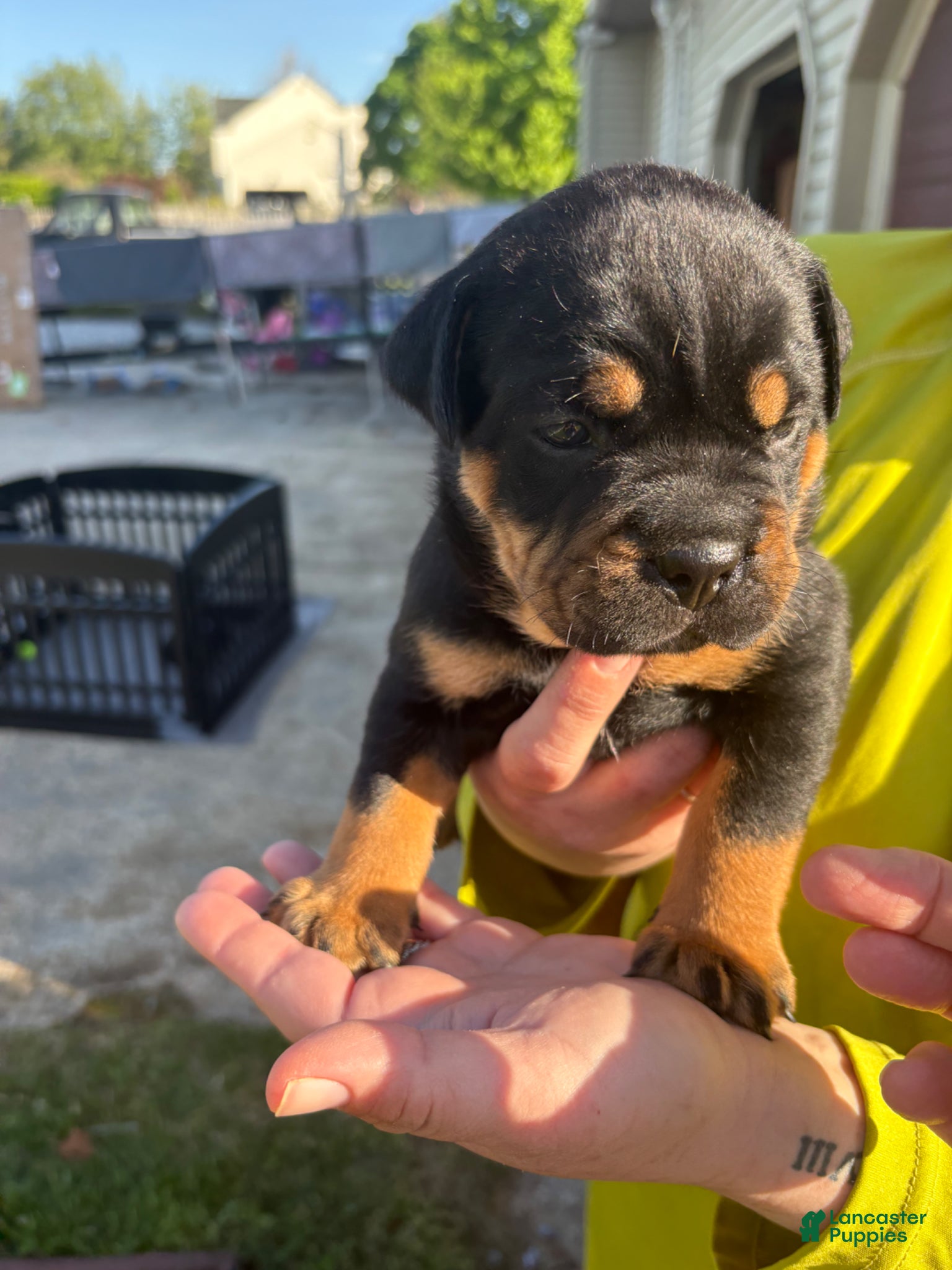Mixed Breed dogs Tank (Bullweiler) - Ad 21