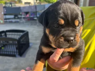 Mixed Breed dogs Tank (Bullweiler) - Ad 21
