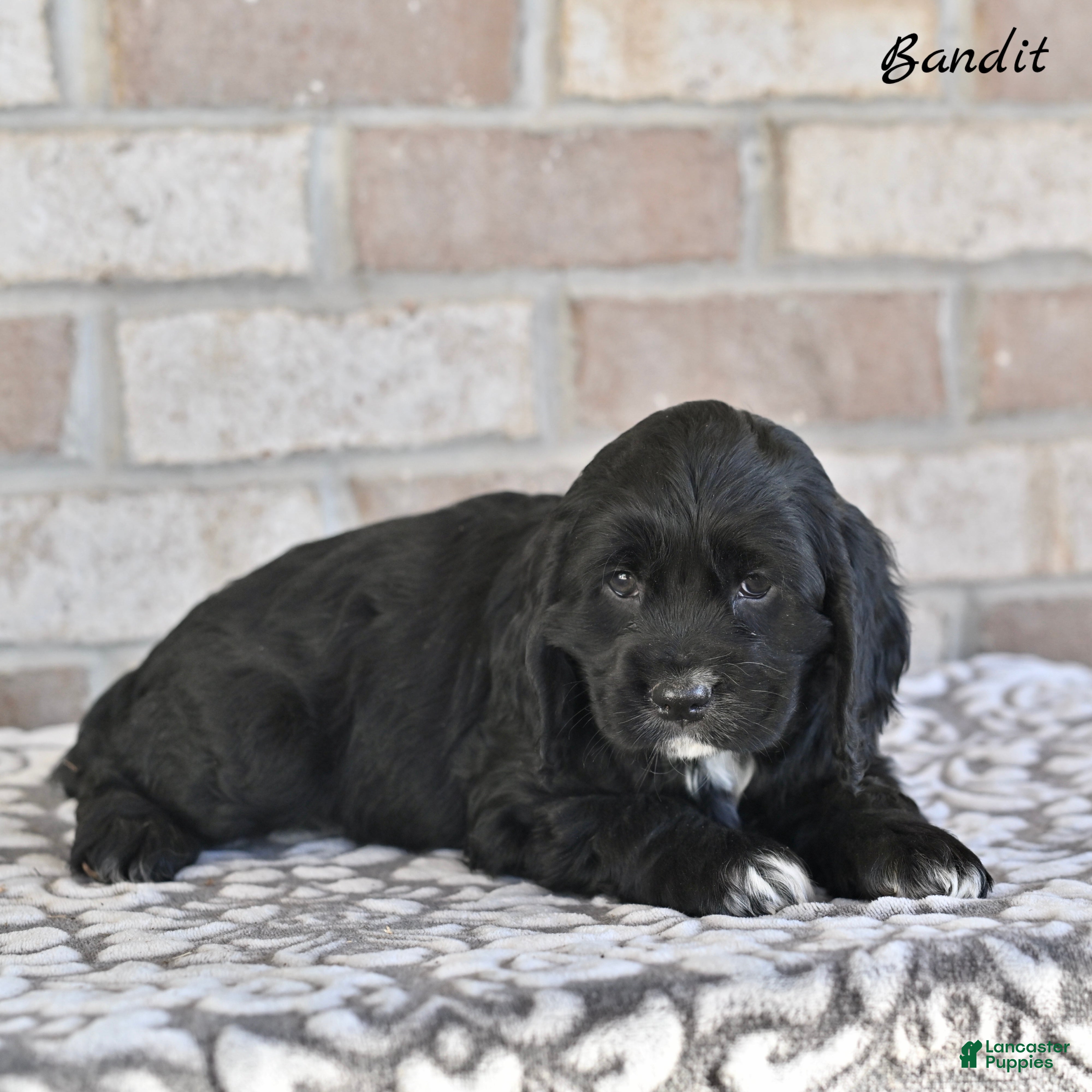 Cocker Spaniel dogs Bandit - Ad 2
