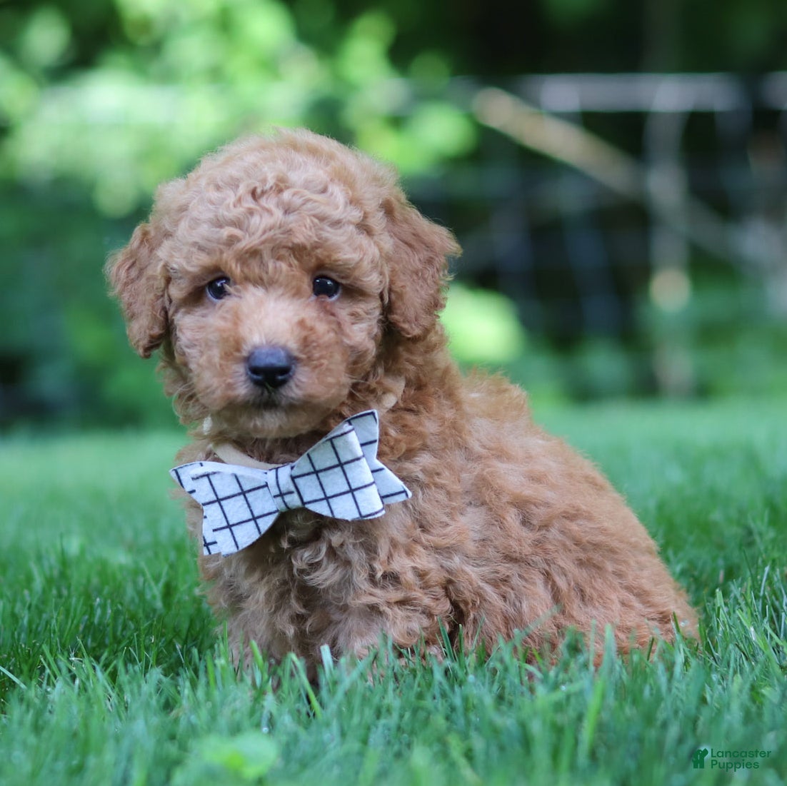 Mini Goldendoodle dogs Oscar - Ad 2
