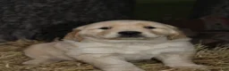Golden Retriever dogs for sale: Gabby - Ad 1