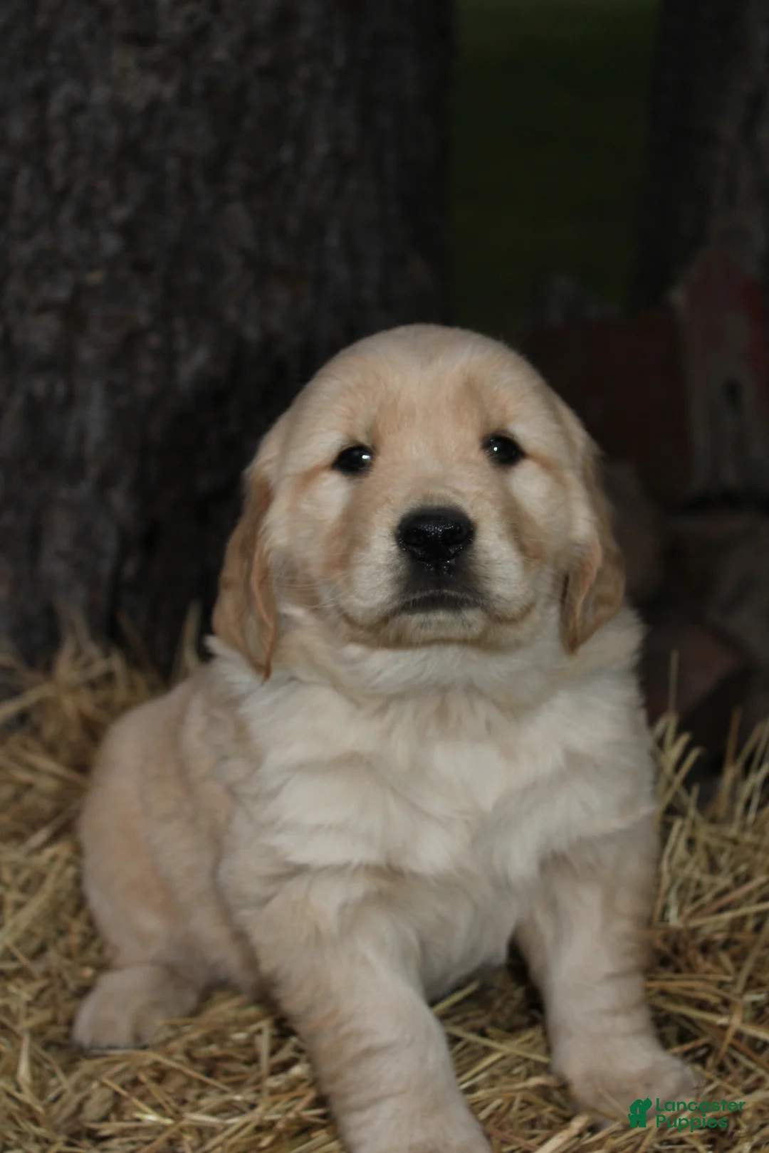 Golden Retriever dogs for sale: Gabby - Ad 1