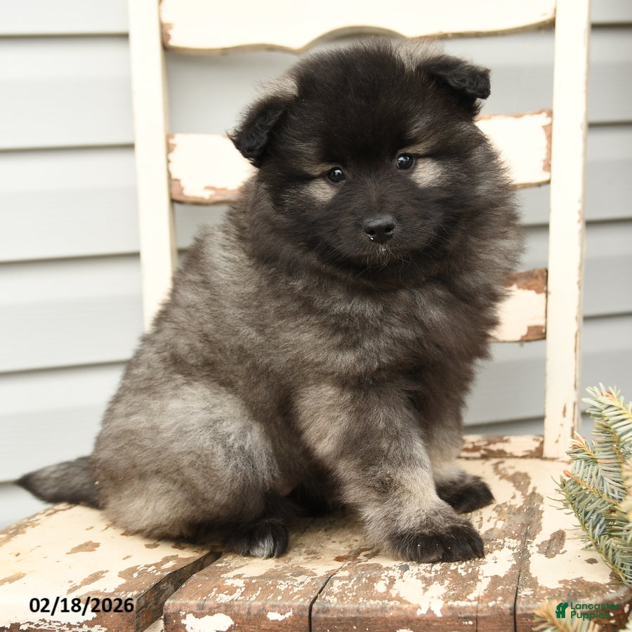 Keeshond dogs Pearl - Ad 1