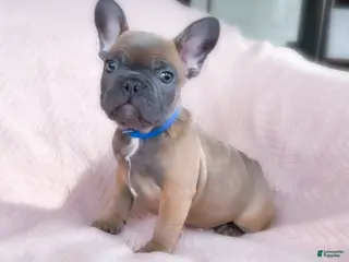 French Bulldog dogs Biscotti - Ad 8