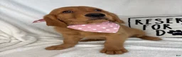 Golden Retriever dogs for sale: Ginger - Ad 4
