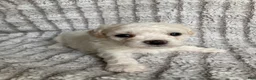 Mixed Breed dogs for sale: Koda - Ad 3