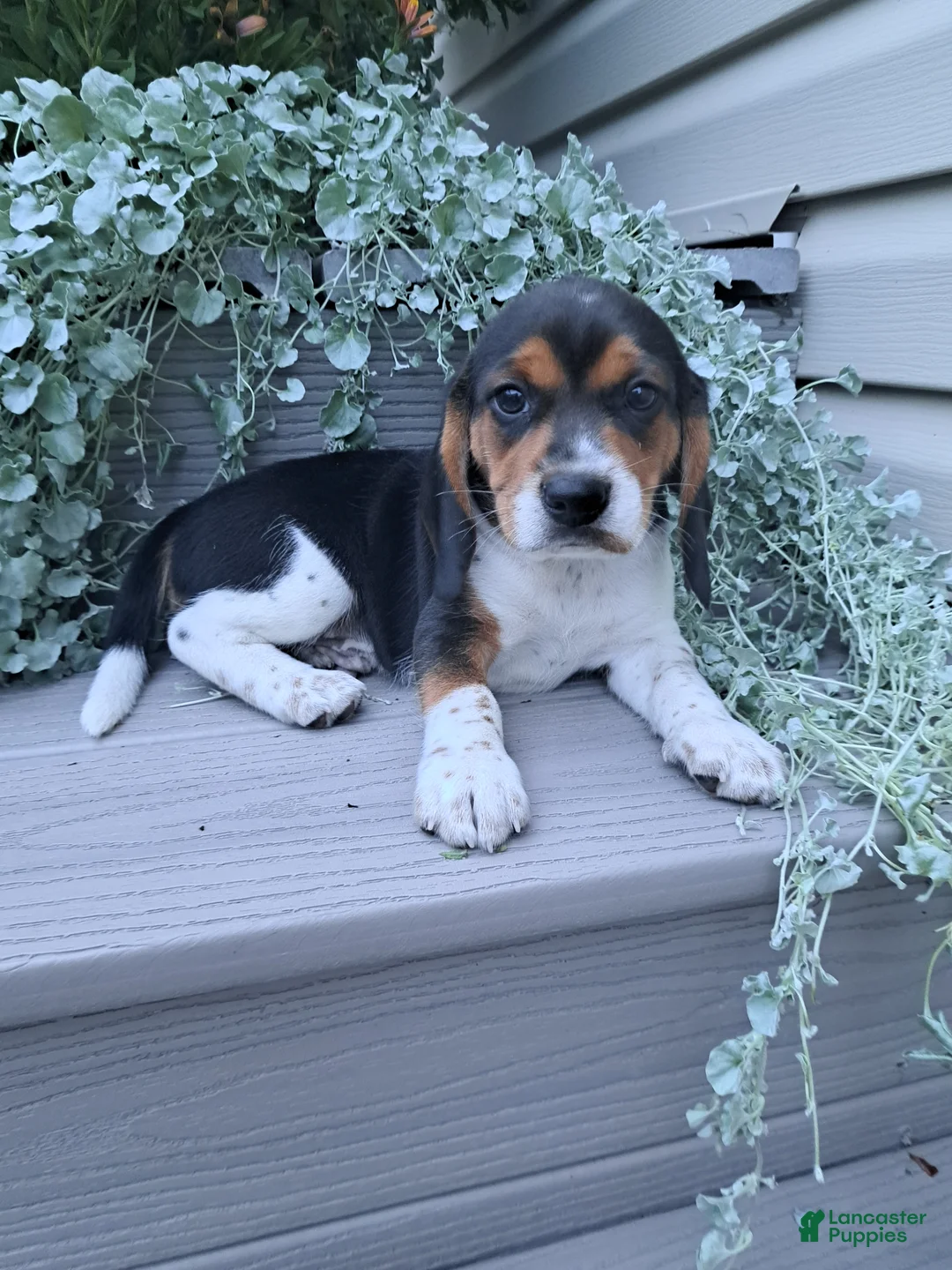 Beagle dogs for sale: BENJI - Ad 1