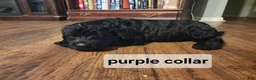 Labradoodle dogs for sale: Labradoodle purple collar - Ad 11