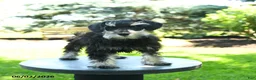 Miniature Schnauzer dogs for sale: Jasmine - Ad 3