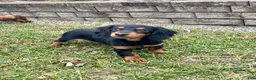 Miniature Dachshund dogs for sale: Miniature Dachshund Puppy 2 - Ad 12